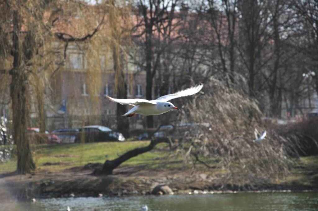 Poezja współczesna. Pismo literackie i wydawnictwo.