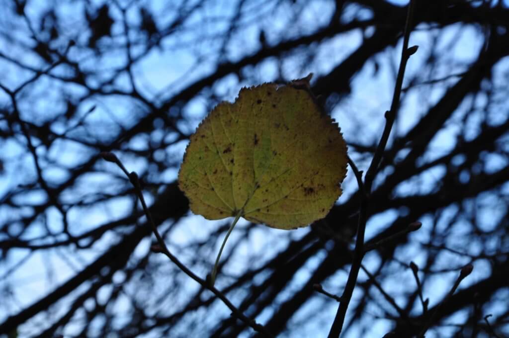 Poezja współczesna. Pismo literackie i wydawnictwo.