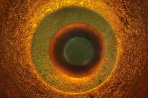 Poezja współczesna. Pismo literackie i wydawnictwo.