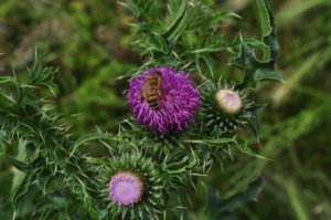 Poezja współczesna. Pismo literackie i wydawnictwo.