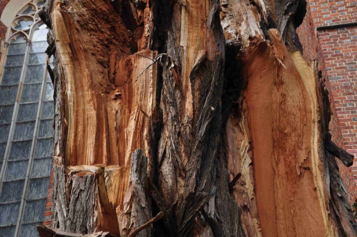 Zbydlęcenia   Paweł Kondratowicz