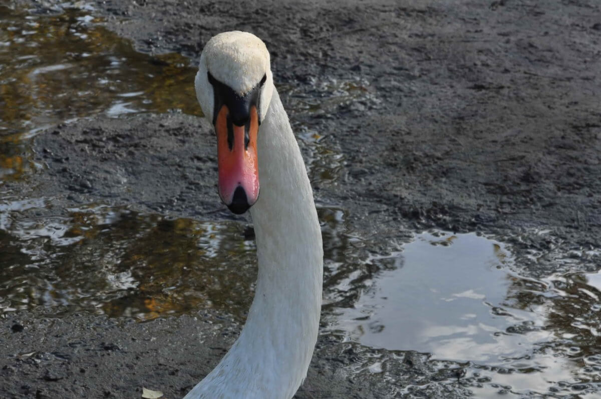 Amelia Pudzianowska  Wiersze