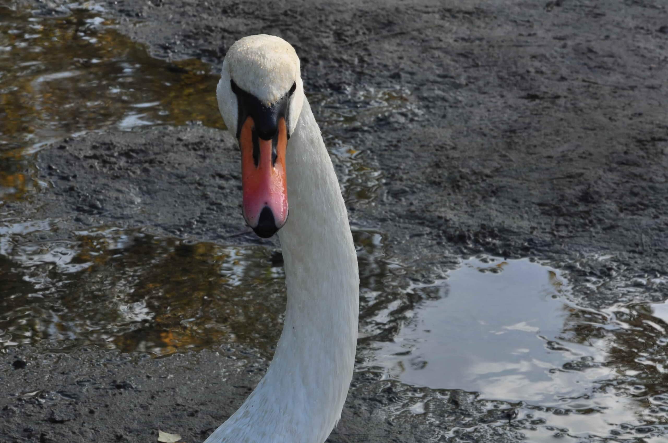 Poezja współczesna. Pismo literackie i wydawnictwo.