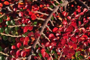 Poezja współczesna. Pismo literackie i wydawnictwo.