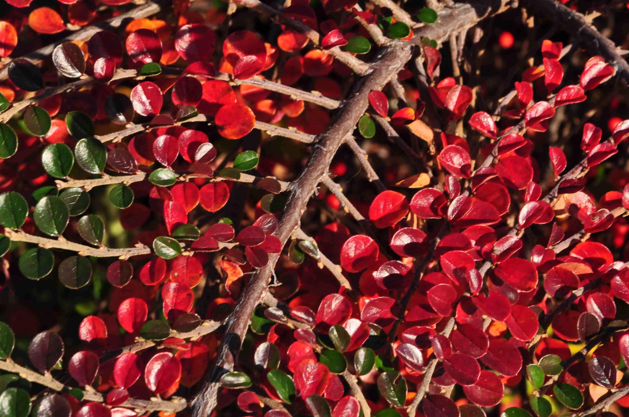 Poezja współczesna. Pismo literackie i wydawnictwo.