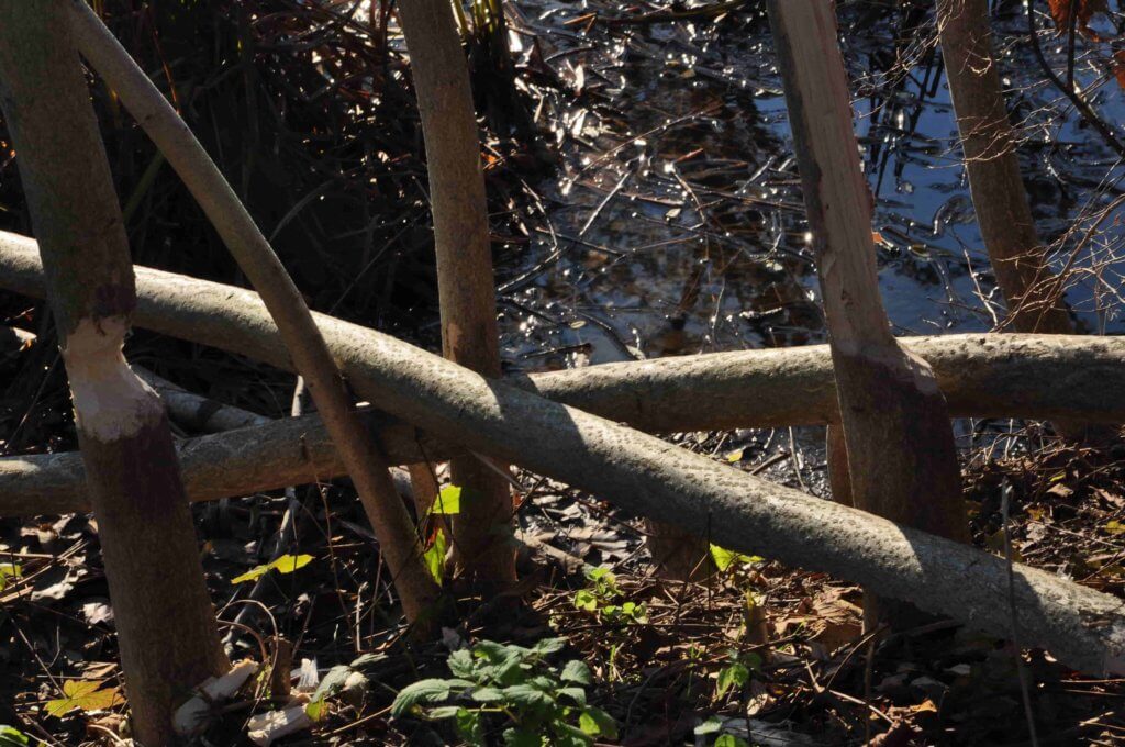 Poezja współczesna. Pismo literackie i wydawnictwo.