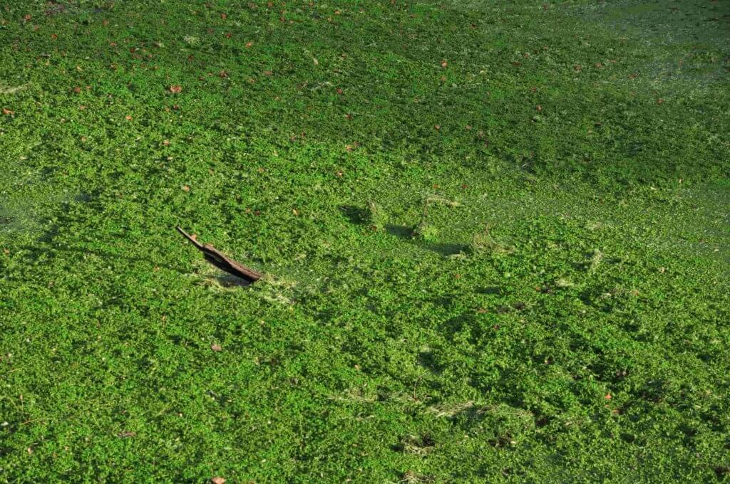 Poezja współczesna. Pismo literackie i wydawnictwo.