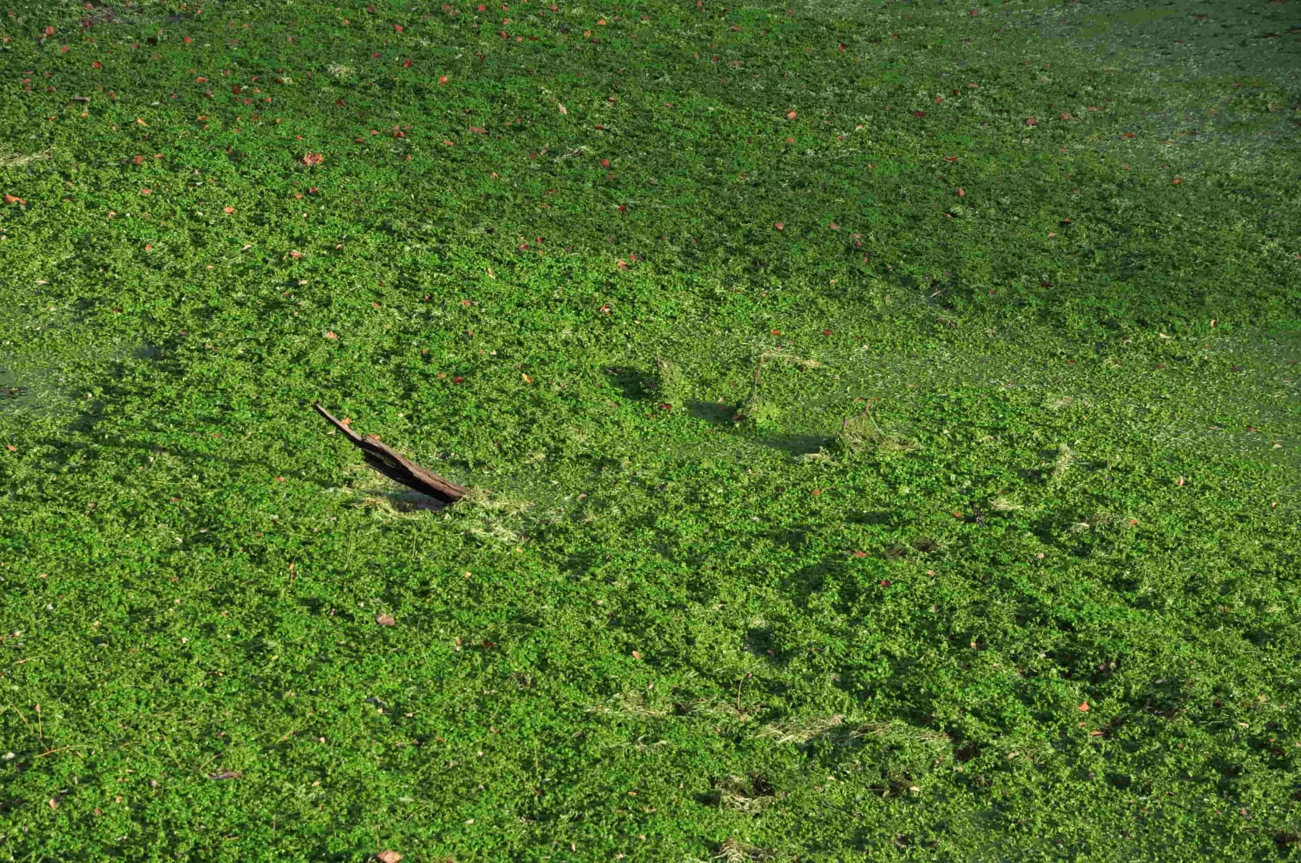 Poezja współczesna. Pismo literackie i wydawnictwo.