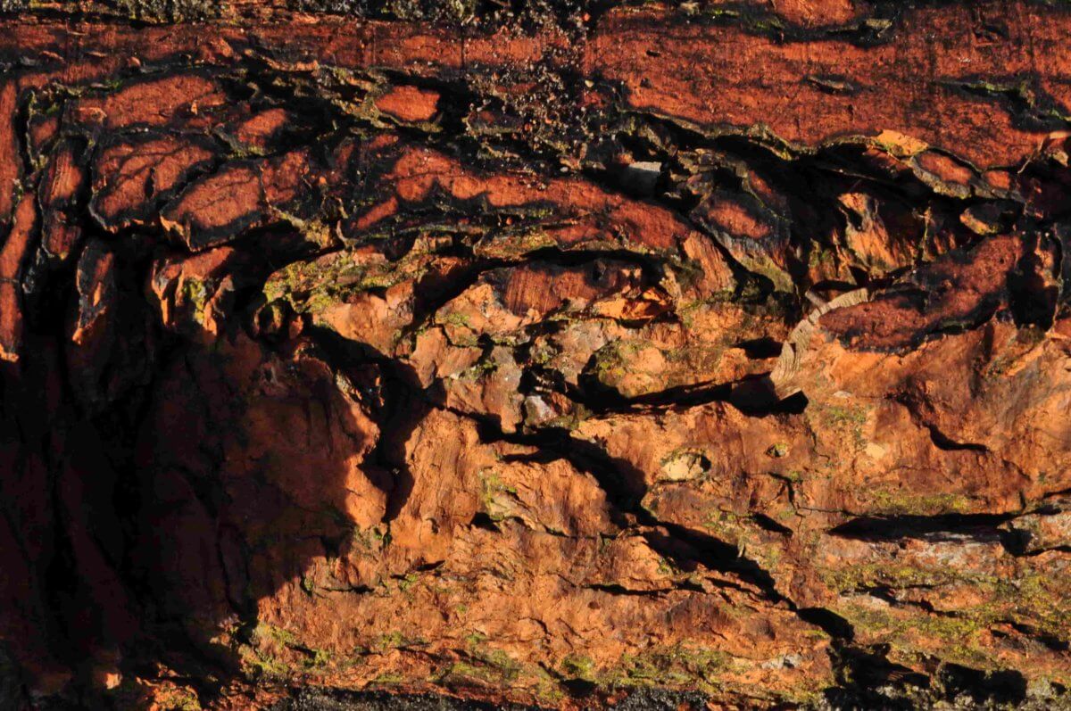 Maciej Melecki  Wiersze